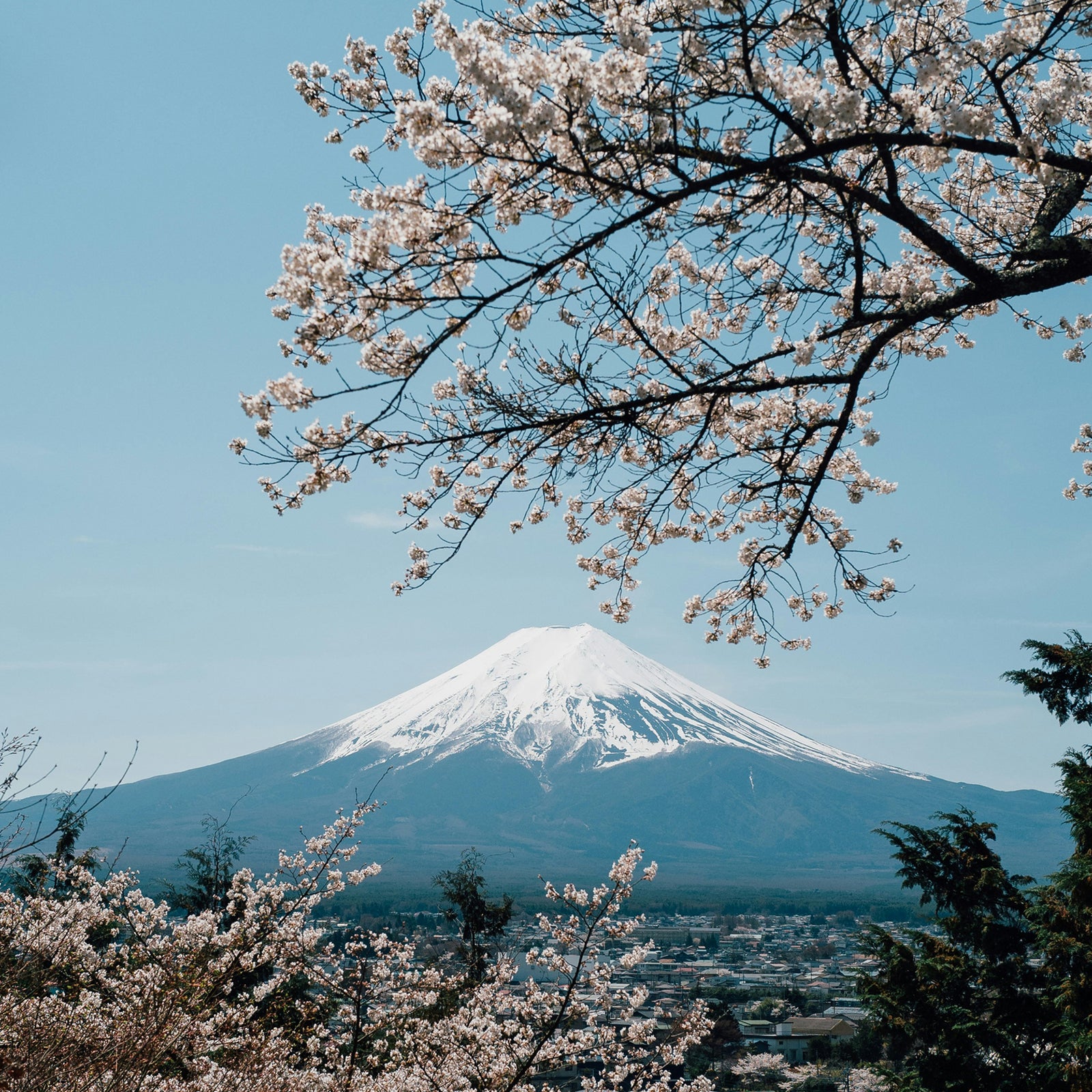 Cherry blossom trees in the foreground with Mount Fuji in the background - spring in Japan,